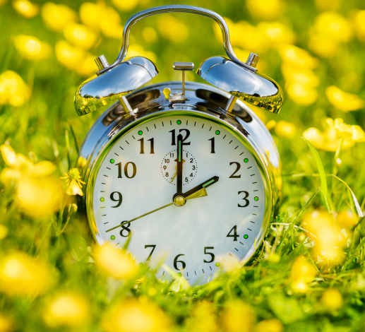 An alarm clock sitting in a field among yellow flowers